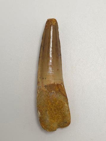 Spinosaurus - Fossiele tand - Spinosaur Aegyptiacus - 6 cm