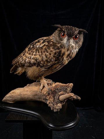 Oehoe Taxidermie volledige montage - Eurasian Eagle Owl - 0, Nieuw