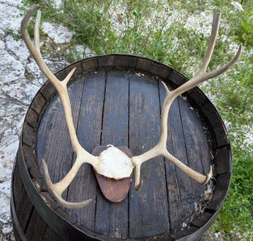 Edelhert Hoorns - TROFEO CORNA CERVO - 30 cm - 33 cm - 36 cm, Nieuw