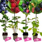Unieke bessenstruiken mix + Pot 9cm 4 stuks, Tuin en Terras, Planten | Fruitbomen, Verzenden, Halfschaduw