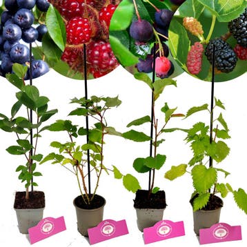 Unieke bessenstruiken mix + Pot 9cm 4 stuks, Verzenden, Halfschaduw