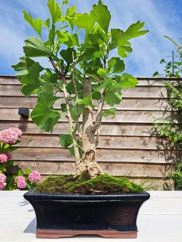 Ginkgo bonsai (Ginkgo biloba) - Hoogte (boom): 35 cm -
