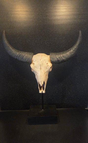 Buffel Taxidermie replica montage - Syncerus caffer - 50 cm