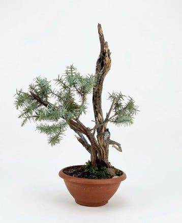 Jeneverbes bonsai (Juniperus) - Hoogte (boom): 43 cm -