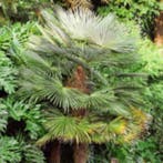 Trachycarpus Fortunei 100 Verse Zaden ,winterharde palmboom, Tuin en Terras, Bloembollen en Zaden, Ophalen of Verzenden, Gehele jaar