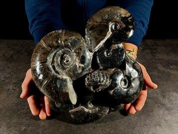 Enorme en zware Albiaanse blok - Gefossiliseerd dier - 24 cm, Verzamelen