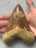 Grote Megalodon-tand, 14,0 cm - Fossiele tand - Carcharocles