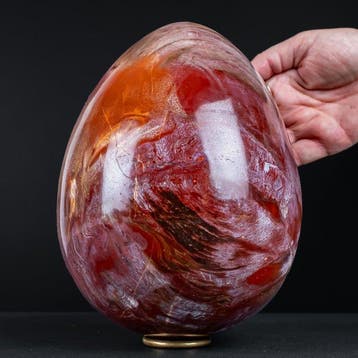 Ei van natuurlijk versteend hout – 6,1 kg fossiele