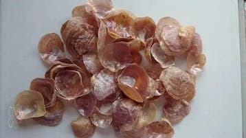 Jingle schelpen paars bruin parelmoer (jingle shells), ca., Ophalen of Verzenden, Nieuw
