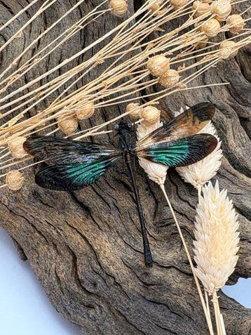 Libel Taxidermie volledige montage - Euphaea variegata - 11
