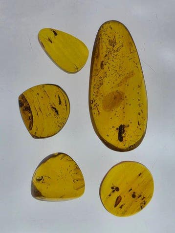 Birmese barnsteen - Barnsteen - Lot of 5 Burmese Amber