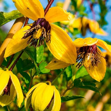Clematis Golden Tiara Sierplanten, goudkleurig, Geel, Verzenden, Overige soorten, Struik