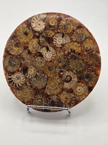 Ammoniet - Gefossiliseerd dier - Aioloceras (Cleoniceras)