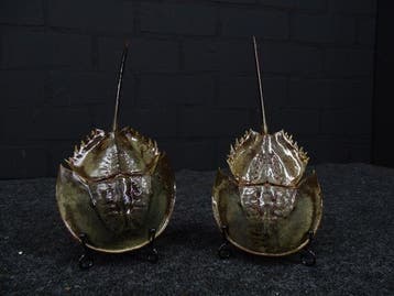Degenkrab Taxidermie volledige montage - crabus crabus - 20