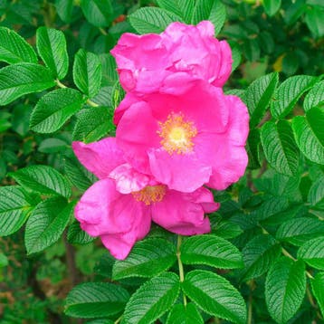 Roos Rugosa container (C3) Sierplanten, Roze, Verzenden, Overige soorten, Volle zon