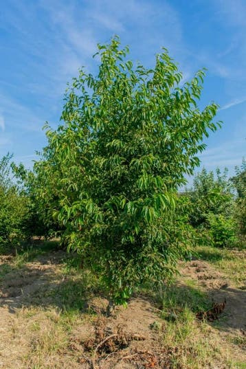 Alnus spaethii meerstammig 200-250, Tuin en Terras