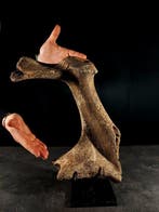 Podium van een fossiel hert - Gefossiliseerd dier -