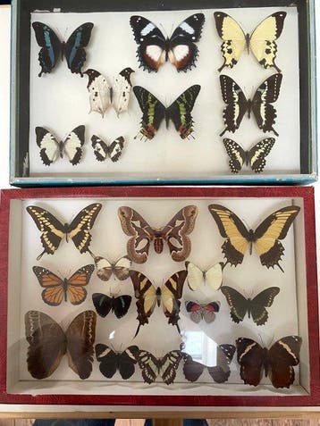 Vlinders Madagascar en Zuid-Amerika - Colombia - Cali, Nieuw