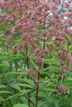 Leverkruid Koninginnekruid Eupatorium Atropurpureum p9, Ophalen of Verzenden, Herfst, Vaste plant, Halfschaduw