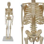 Anatomie model menselijk skelet, 45 cm, Nieuw