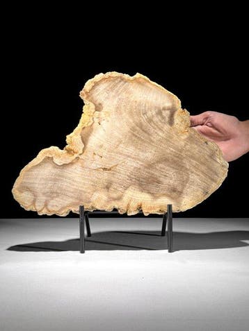 Prachtige plak versteend hout op een op maat gemaakte
