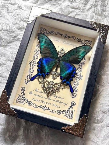 Vlinderexemplaar Taxidermie wandmontage - Papilio maackii -, Nieuw