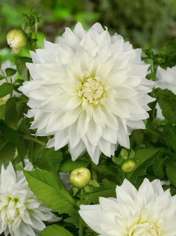 Dahlia Fleurel (Dahlia’s kopen?), Tuin en Terras, Bloembollen en Zaden, Ophalen of Verzenden