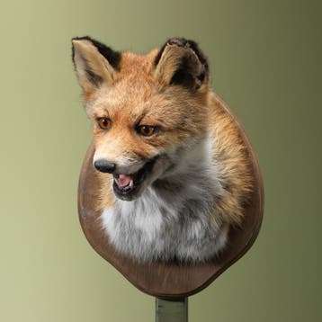 Vos Taxidermie Opgezette Dieren By Max, Verzamelen, Dierenverzamelingen, Ophalen of Verzenden, Nieuw, Wild dier, Opgezet dier
