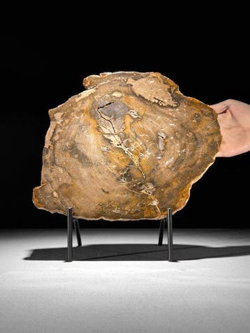 Prachtige snede van versteend hout op een op maat gemaakte, Antiek en Kunst