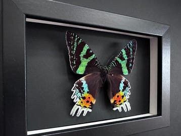 Vlinder Taxidermie volledige montage - Urania Ripheus - 15, Antiek en Kunst, Curiosa en Brocante