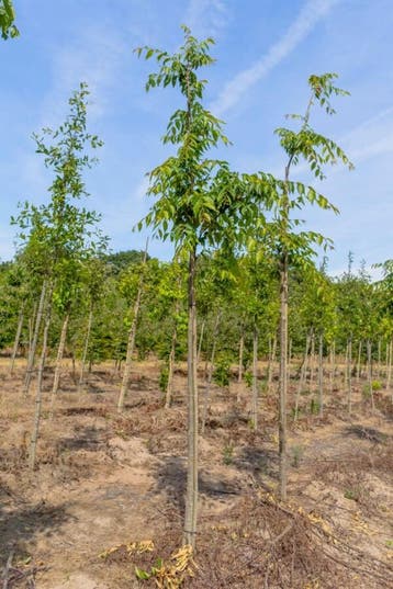 Zelkova serrata Flekova hoogstam 16/18, Tuin en Terras