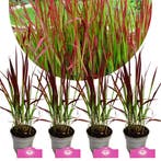 Imperata cylindrica Red Baron + Pot 9cm 4 stuk, Verzenden, Halfschaduw