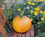 Thumpkin F1 Halloween Pompoen zaden, Ophalen of Verzenden, Nieuw