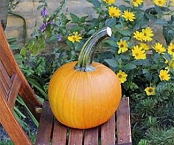 Thumpkin F1 Halloween Pompoen zaden, Ophalen of Verzenden, Nieuw