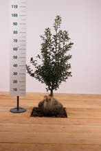 Gewone Hulst/Ilex aquifolium 50t/m175cm (Haagplant), Ophalen of Verzenden, Overige soorten, Haag, 100 tot 250 cm