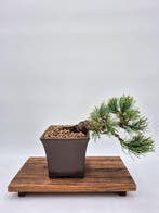 Witte den bonsai - verzamelstuk - Hoogte (boom): 27 cm -