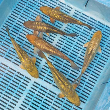 Japanse koi karpers te koop vanaf €22, Karper of Koi