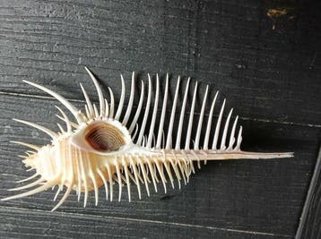 Murex Pecten Gem++++ Zeeschelp - Murex Pecten 15cm (Zonder, Antiek en Kunst