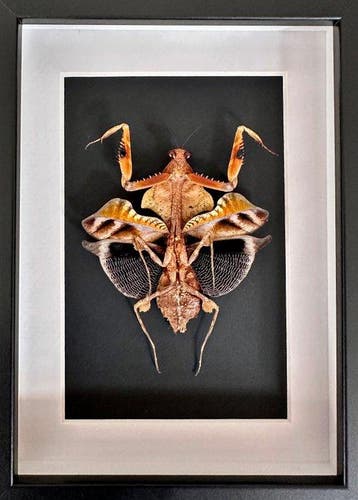 Grote Dodebladmantis - Taxidermie volledige montage -, Nieuw