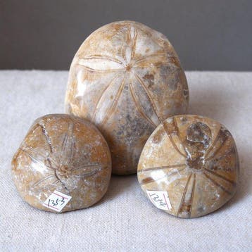 Zee-egel - Fossiele cabochon - 9.1 cm - 9.1 cm (Zonder