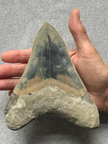 Grote Megalodon-tand 15,5 cm (6,1 inch) - Fossiele tand -