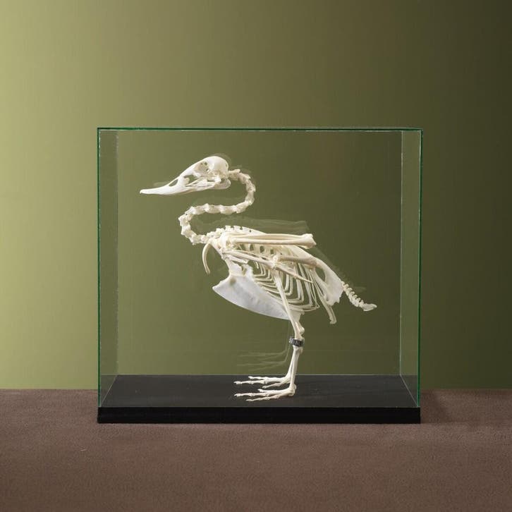 Bergeend Skelet Taxidermie Opgezette Dieren By Max, Verzamelen, Dierenverzamelingen, Opgezet dier, Nieuw, Vogel, Ophalen of Verzenden