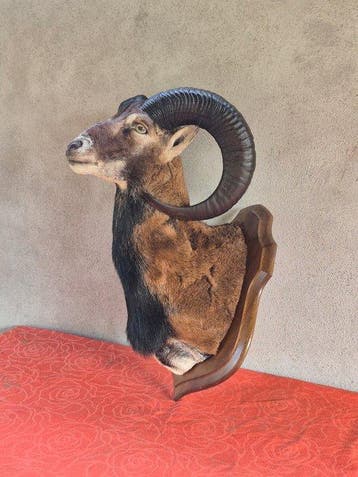 Corsicaanse muflon Taxidermie volledige montage - Ovis aries, Nieuw