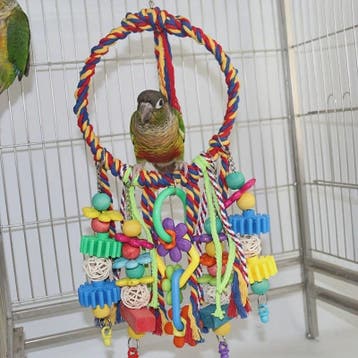 Kleurrijk Vogel Speelgoed - Houten Papegaai Accessoires & Sc