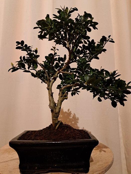 ilex bonsai (japanse hulst) - Hoogte (boom): 24 cm - Diepte, Antiek en Kunst, Curiosa en Brocante