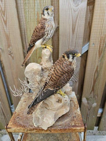 Amerikaanse torenvalken Taxidermie volledige montage - Falco, Verzamelen, Nieuw