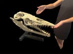 Prachtige gefossiliseerde schedel - Fossiele schedel -, Verzamelen