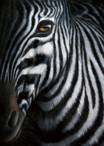 Kunstdruk Jutta Plath - Zebra I 60x80cm, Verzenden, Nieuw