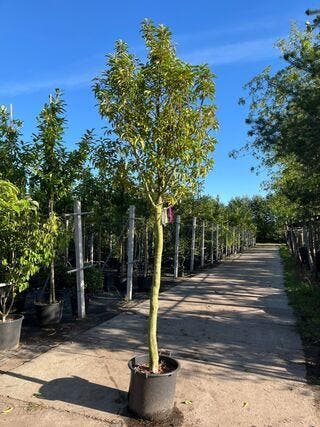 4x Portugese laurier, Prunus Lusitanica, hoogstam, winter