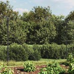 vidaXL Draadgaashek met flens 2,2x10 m antracietkleurig, Verzenden, Nieuw, IJzer, 2 meter of meer